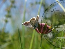 Голубянка меотическая 002